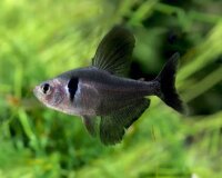 Schwarzer Phantomsalmler / Hyphessobrycon megalopterus
