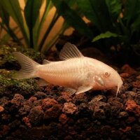 Albino Panzerwels / Corydoras paleatus albino