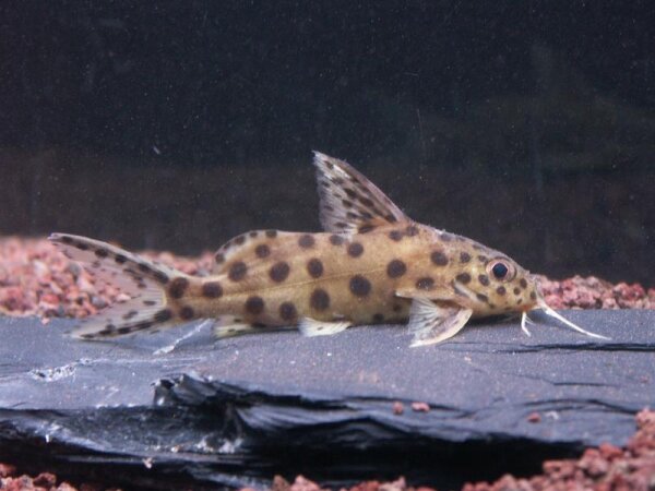 Vielpunkt Fiederbartwels / Synodontis multipunctatus spec.