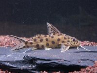 Vielpunkt Fiederbartwels / Synodontis multipunctatus spec.