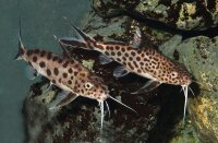Vielpunkt Fiederbartwels / Synodontis multipunctatus spec.