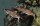 Vielpunkt Fiederbartwels / Synodontis multipunctatus spec.