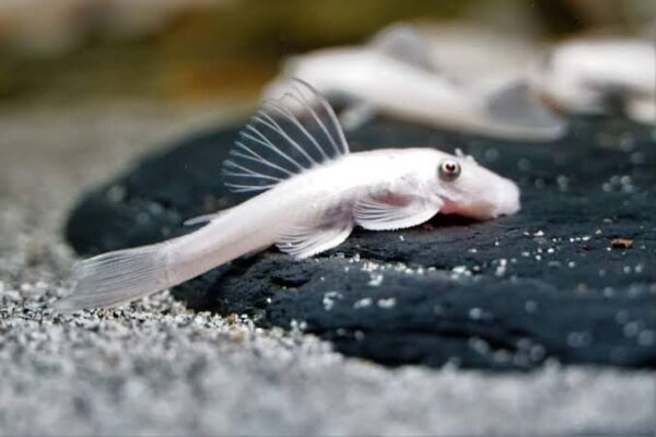 L-144 Ancistrus sp. blauaugen snow white