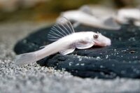 L-144 Ancistrus sp. blauaugen snow white