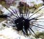 Seeigel / Diadema setosum