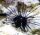 Seeigel / Diadema setosum