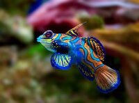 Mandarinfisch Leierfisch / Synchiropus splendidus
