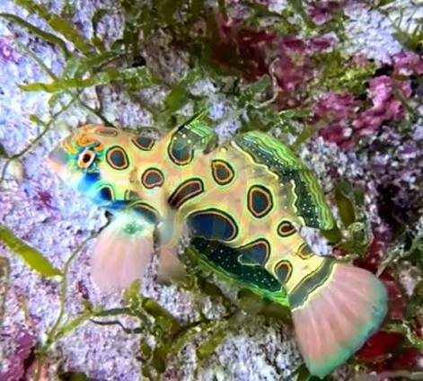 LSD Mandarin-Fisch / Synchiropus picturatus