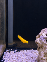 Gelber Kanarien Lippfisch / Halichoeres chrysus