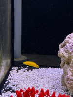 Gelber Kanarien Lippfisch / Halichoeres chrysus
