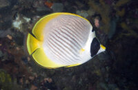 Kleins Falterfisch / Chaetodon kleinii