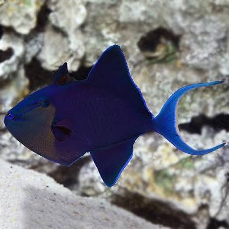 Rotzahn Drückerfisch / Odonus niger
