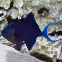 Rotzahn Drückerfisch / Odonus niger