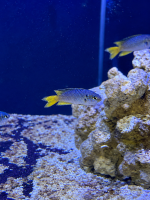 Smaragd-Demoiselle / Neopomacentrus nemurus