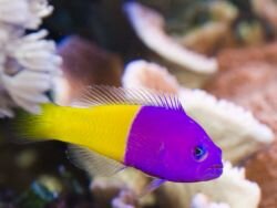 Nymphen-Zwergbarsch / Pictichromis paccagnellae