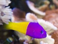 Nymphen-Zwergbarsch / Pictichromis paccagnellae