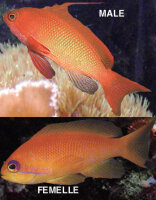 Juwelen Fahnenbarsch / Pseudanthias squamipinnis