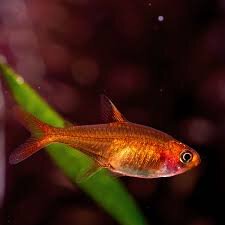 Funkensalmler / Hyphessobrycon amandae