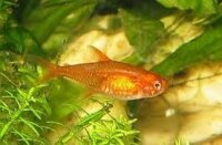 Funkensalmler / Hyphessobrycon amandae