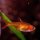Funkensalmler / Hyphessobrycon amandae