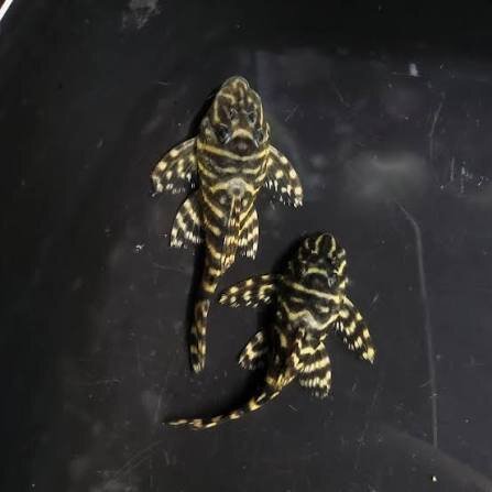 L-340 Wels Peckoltia Mega clown / Hypancistrus sp.