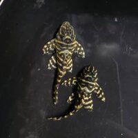 L-340 Wels Peckoltia Mega clown / Hypancistrus sp.