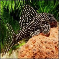 L-260 Hypancistrus sp. / Queen Arabesque