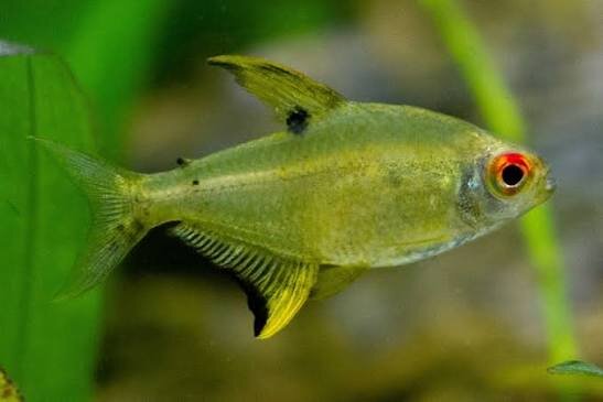 Zitronensalmler / Hyphessobrycon pulchripinnis
