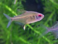 Zitronensalmler / Hyphessobrycon pulchripinnis