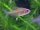Zitronensalmler / Hyphessobrycon pulchripinnis