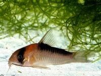 Adolfos Panzerwels / Corydoras adolfoi