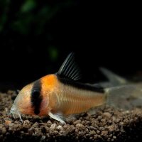 Adolfos Panzerwels / Corydoras adolfoi