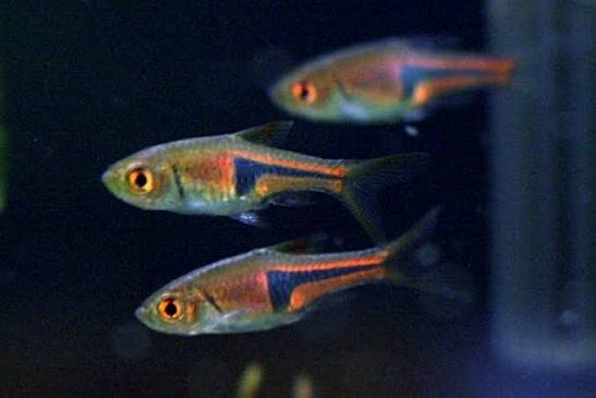 Espes Bärbling / Trigonostigma espei