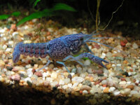 Metallic blauer Floridakrebs / Procambarus alleni