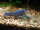 Metallic blauer Floridakrebs / Procambarus alleni