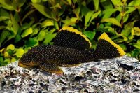 L-81 Baryancistrus sp. / Golden Nugget Wels