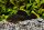 L-81 Baryancistrus sp. / Golden Nugget Wels