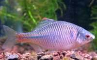 Bitterling / Rhodeus sericeus amarus