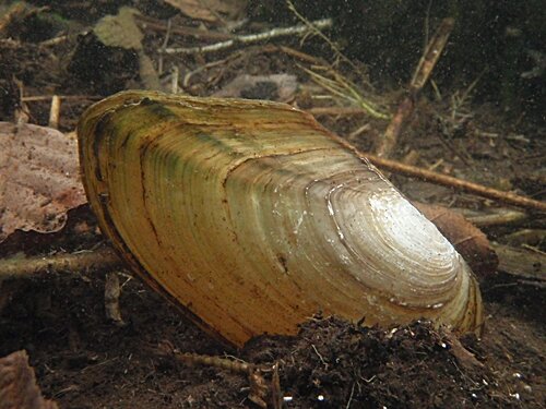 Anodonta Cygnea / Teichmuschel / Mammut Muschel 7-14cm