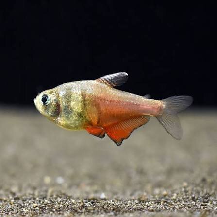 Roter von Rio / Hyphessobrycon flammeus