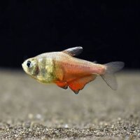 Roter von Rio / Hyphessobrycon flammeus