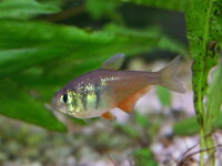 Roter von Rio / Hyphessobrycon flammeus