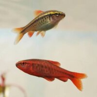 Bitterlingsbarbe / Barbus Puntius titteya