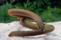 Flösselaal / Erpetoichthys Calabaricus