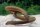 Flösselaal / Erpetoichthys Calabaricus