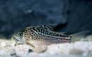 Schraffierter Panzerwels / Corydoras elegans