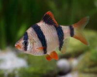 Sumatrabarbe / Puntigrus Tetrazona