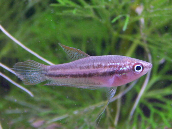 Knurrender Zwerggurami / Trichopsis Pumilus