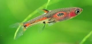 Zwergbärbling NANO / Boraras merah