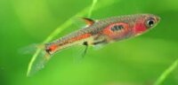 Zwergbärbling NANO / Boraras merah